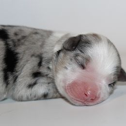 Vixen - Blue merle female Miniature Australian Shepherd puppy in Brooker, Florida from Triple Branch Aussies