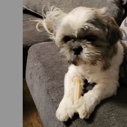 Shih Tzus from Coleman Cuties