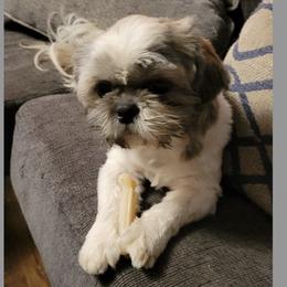 Shih Tzus from Coleman Cuties