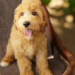 Girl 1 - female Goldendoodle puppy in Easley, South Carolina from River Falls Goldendoodles