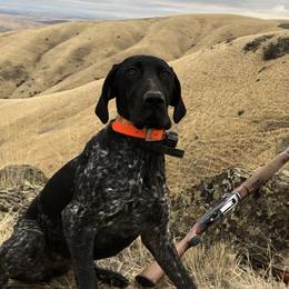 Omega - German Shorthaired Pointer