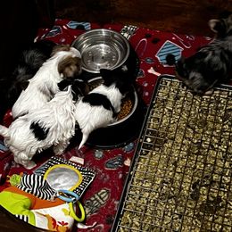 Yorkshire Terriers from Renee’s pawfectly pampered yorkies