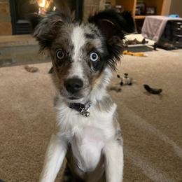 Miniature Australian Shepherd and Toy Australian Shepherd Puppies from Pawesome Lil Aussies