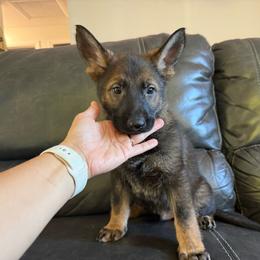 Boy 1 - Sable male German Shepherd puppy in Denver, Colorado from Morales Kennels