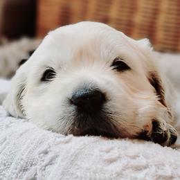 Golden Retriever Puppies from Indy's God Given Goldens