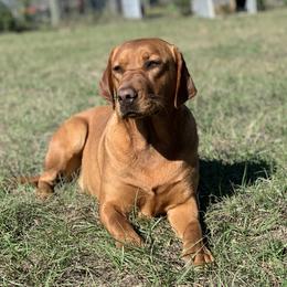 Inola - Labrador Retriever