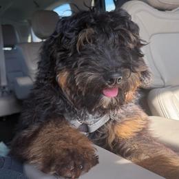 Brew - Phantom male Bernedoodle puppy in Buffalo, Illinois from Pear Tree Pups