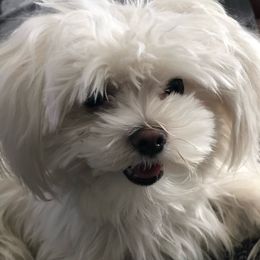 King - Morkie