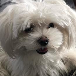 King - Morkie