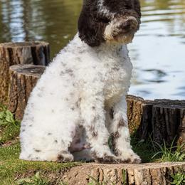 Jerimiah - White male Lagotto Romagnolo puppy in Seymour, Missouri from Terra Incognita