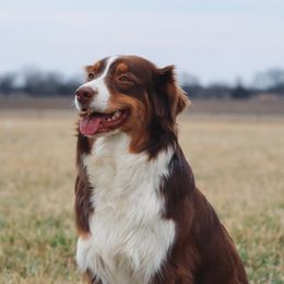 Australian Shepherds from Six Little Chicks Australian Shepherds