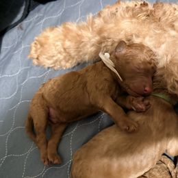 Appa - Red  male Goldendoodle puppy in Puyallup, Washington from Dawnie’s Doodles