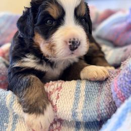 Maudie - Black rust and white female Bernese Mountain Dog puppy in Enterprise, Utah from High Desert Bernese