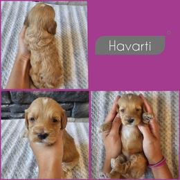 Havarti - Red female Cockapoo puppy in Zanesville, Ohio from Southtown Doodles LLC