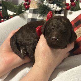 Rita - Chocolate female Goldendoodle puppy in Prosperity, Pennsylvania from Stelladoodles & Company