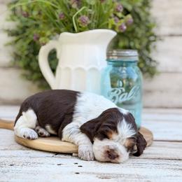 Liberty Bell - Tri-Roan female English Springer Spaniel puppy in Henderson County, North Carolina from Roan Creek Kennels