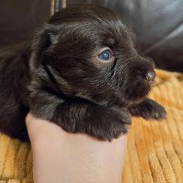 Jupiter - Liver male Miniature Schnauzer puppy in Graham, Washington from Olivia's Miniature Schnauzer's