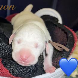 Cinnamon - White and black male Dalmatian puppy in Des Moines, Iowa from Spot Splattered Dalmatians