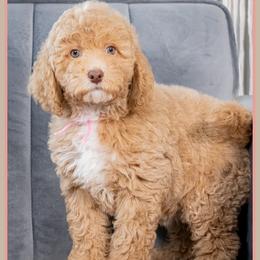Capri - Red female Cockapoo puppy in Connersville, Indiana from Deaz Doodle Ranch