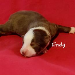 Cindy - Red tri female Miniature Australian Shepherd puppy in Waxhaw, North Carolina from Cane Creek Aussies