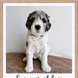 Cali - Merle female Goldendoodle puppy in Frostproof, Florida from Lover Dover Doodles