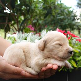 Australian Shepherd, Goldendoodle, and Poodle Puppies from 5AFarms