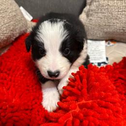 Rex - Black and white male Border Collie puppy in Mckinney, Texas from Border Collies of Ruidoso
