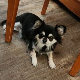 Marji - Chihuahua