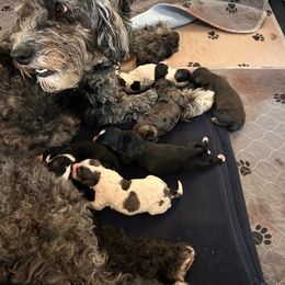 Bernedoodle and Cockapoo Puppies from Doodles of Joy