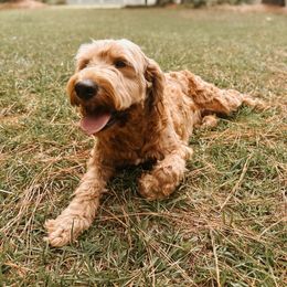 Cocoa - Goldendoodle