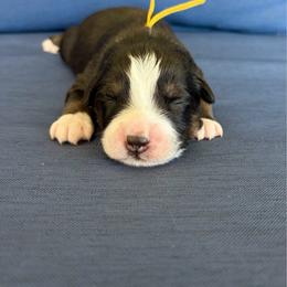 Duval - Black tri-color male Australian Shepherd puppy in Jacksonville, Florida from Autumn's Aussies