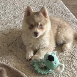 Pomsky Puppies from True North Pomskies