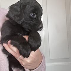 Girl 6 (Hot Pink) - female Golden Mountain Dog puppy in Wyoming from Great Basin BMD