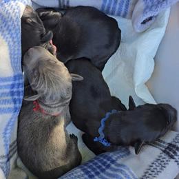 Red Collar Blue Rust Male - Blue and rust male Doberman Pinscher puppy in Phoenix, Arizona from Emerald Eire Dobermanns