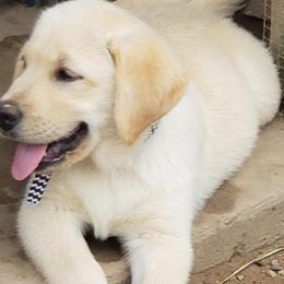 Labrador Retriever Puppies from Ganderwood