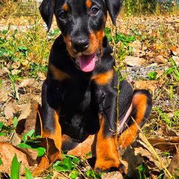 Girl 3 - Black and rust female Doberman Pinscher puppy in China Township, Michigan from Snell's Superior Kennel Dobermann & GSP