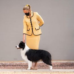 Zen - Border Collie