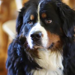 Barbossa - Bernese Mountain Dog