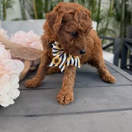 Deisy - Red  female Poodle puppy in Cape Coral, Florida from Ruby the poodle