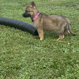 Pink collar female - Sable female German Shepherd puppy in Ann Arbor, Michigan from Von Der Havier German Shepherds