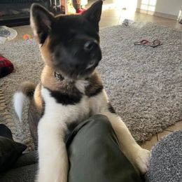 Akita, American Corgi, Cardigan Welsh Corgi, and Great Pyrenees Puppies from WeVolution Off-Grid