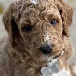 Brown Collar - Bangkok (Bo), (Thailand) - Apricot male Goldendoodle puppy in West Sacramento, California from Pomegranate Doodles