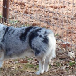 American Corgis and Pembroke Welsh Corgis from Tori’s Sassy Corgis