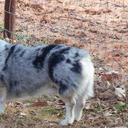 American Corgis and Pembroke Welsh Corgis from Tori’s Sassy Corgis
