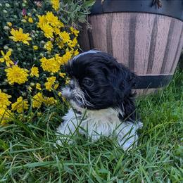 Cal - Black and white male Shih Tzu puppy in West Pawlet, Vermont from Morgan's Shih Tzus
