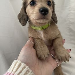 Dachshund Puppies from Logan’s Dashing Dachshunds