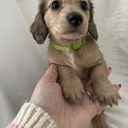 Dachshund Puppies from Logan’s Dashing Dachshunds