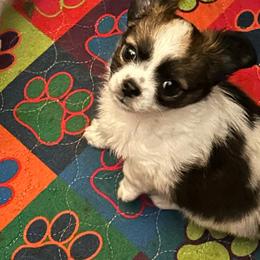 Leam - Chocolate brindled fawn male Chihuahua puppy in Red Bluff, California from Aye Chihuahua