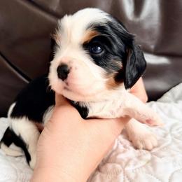 Mozzarella - Tri-color male Cavalier King Charles Spaniel puppy in De Soto, Missouri from Blooming Cavaliers