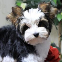 Journee - Biewer Terrier